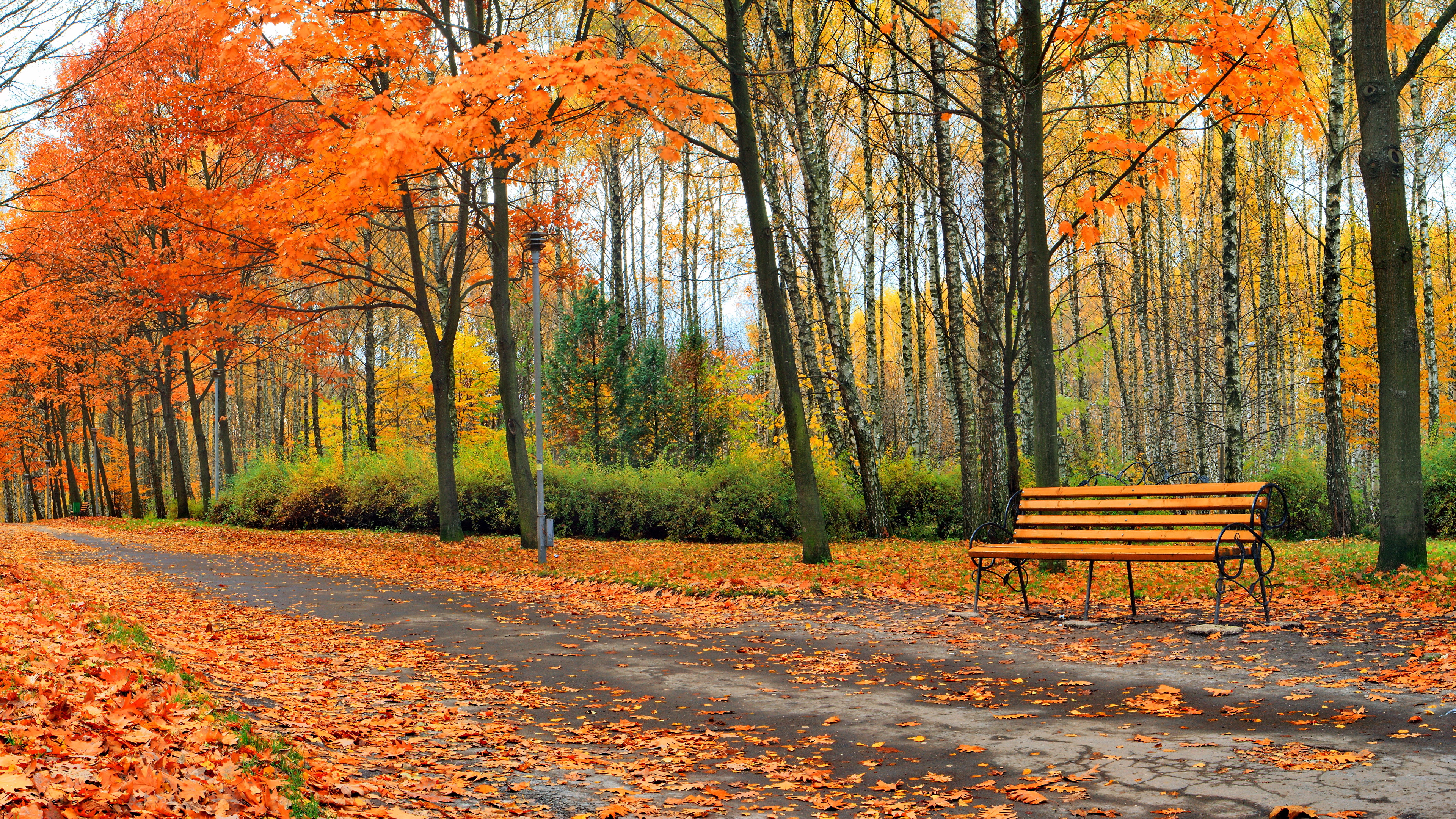 Фото Осень В Парке Природа